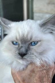 Ragdoll blue point 