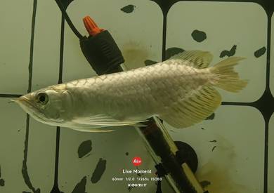 malaysian golden arowana