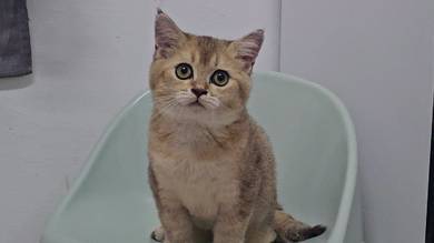 Kitten BSH BLH Golden shade Kucing