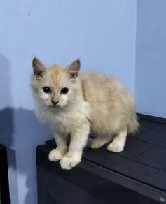 kitten maincoon mix parsi utk dilepaskn.