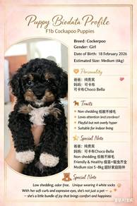 Adoption with Fee – Pure Cockerpoo Puppy