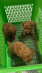 Toy Poodle puppy for rehome