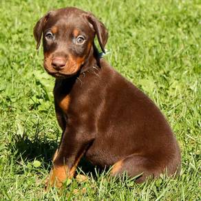 DD555 Doberman cute puppies #MKA