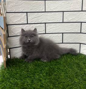 Longhair Munchkin kitten