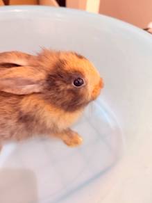 angora mix rabbit