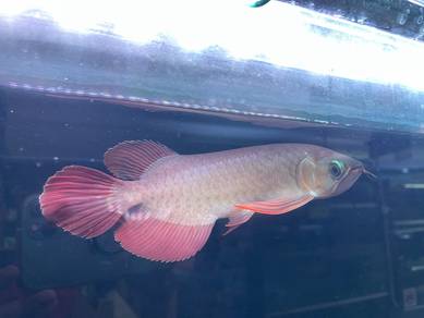Super red arowana