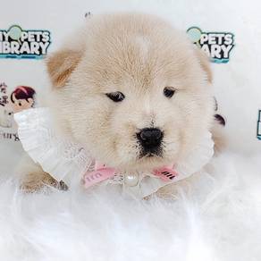 Chow Chow