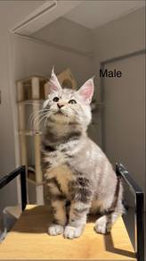 mainecoon kittens