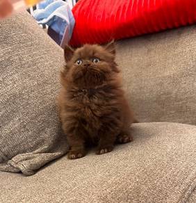 british longhair cinnamon choco