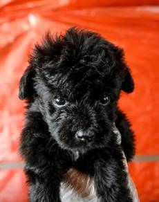 Black poodle