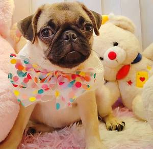 Pug
