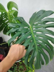 monstera plants
