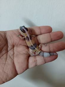 Fat Tailed Gecko