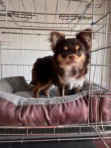 Chihuahua long hair