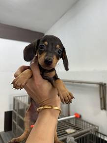 Pure Dachshund puppy