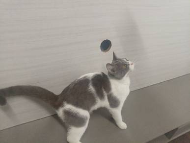 Manje Bsh