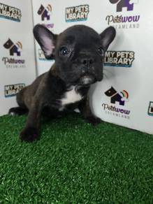 French bull dog brindle female