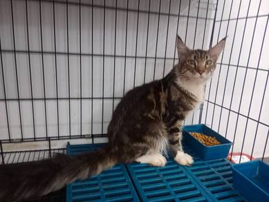 Kucing Mainecoon Untuk Dijual