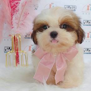 Shih tzu