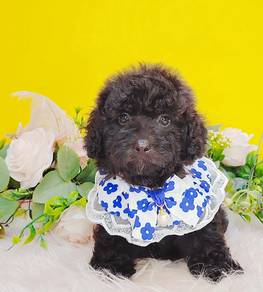 Poodle