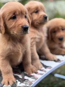 Golden Rettiver o
