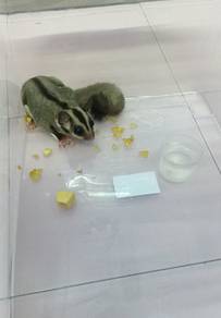 Sugar glider for sale