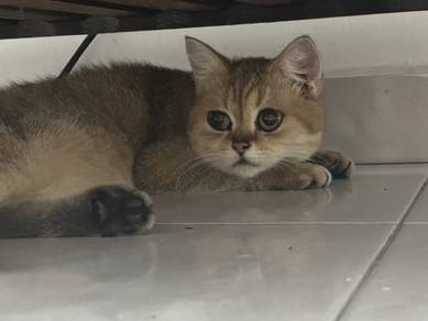 BSH golden female
