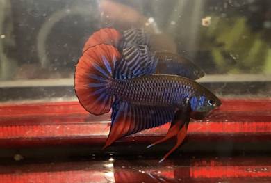 wild Betta