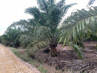 Agricultural Land in Pontian, JHR