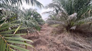 Agricultural Land in Ayer Hitam, JHR