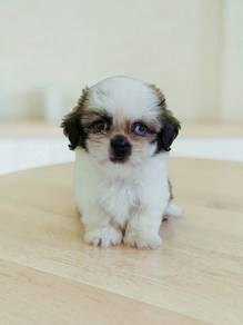 Shih Tzu Puppies Male promo price
