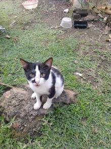 kucing