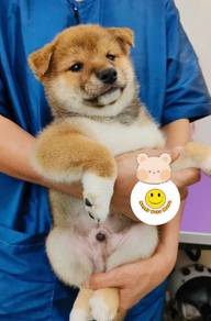 SS10099 Shiba Inu awesome cute pretty puppy