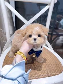Maltipoo -Boy 