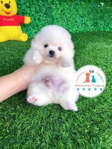 Pomeranian