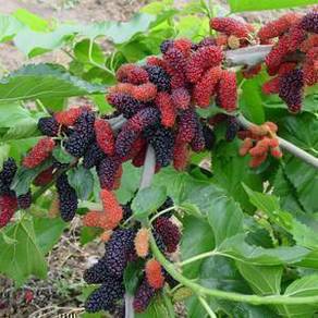 Benih Pokok Mulberry