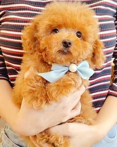 Poodle