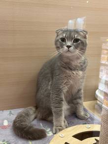 Scottish Fold Cat for Sale