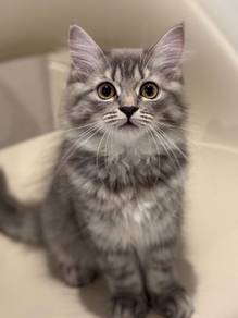 Gray Persian Mix Mainecoon Kitten