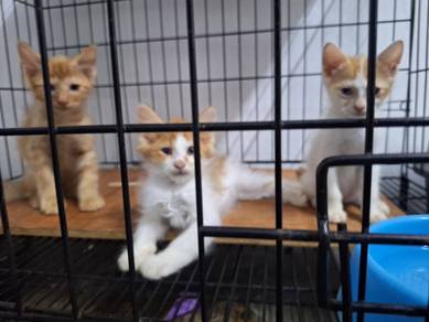 Kitten for Adoption
