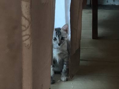 Kitten Rehome with Fee