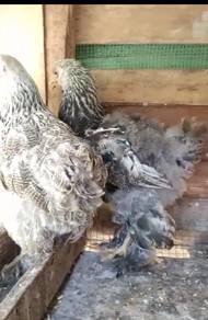 ayam brahma