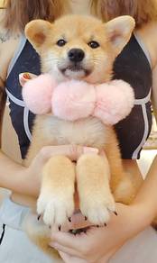 Shiba Inu