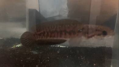channa asiatica kalimaya betina