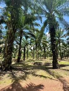 Agricultural Land in Yong Peng, JHR