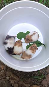 Tri Colour Syrian Hamster 