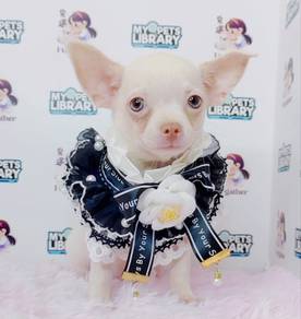 Chihuahua