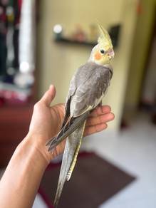 burung cockatiel grey bird parrot