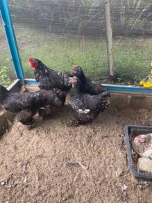 Anak ayam Brahma Black Moltted