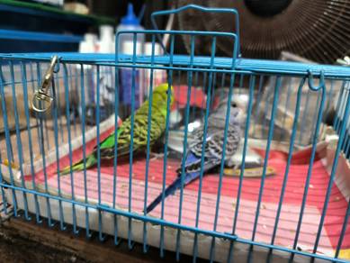 Burung Baji